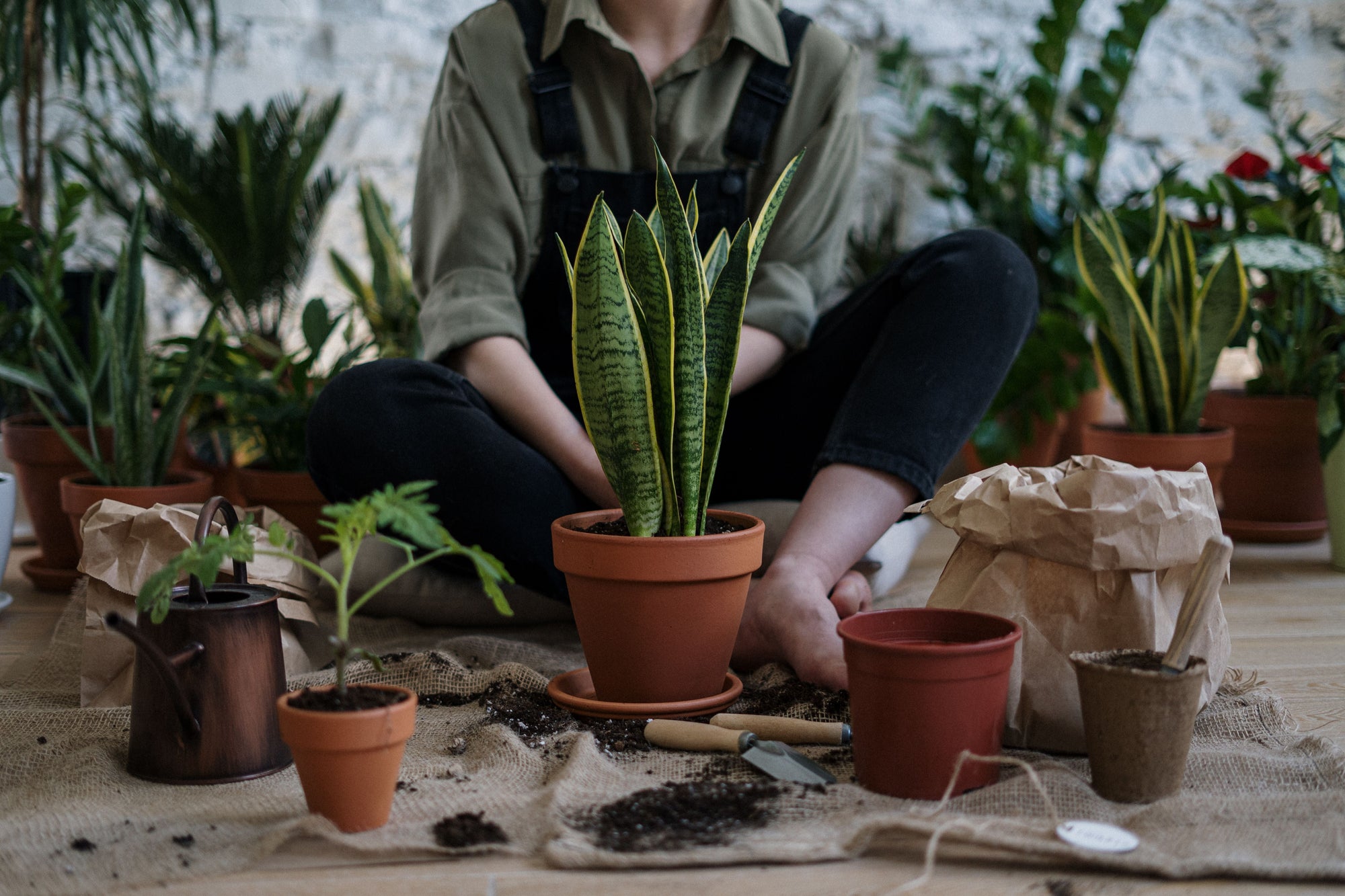 Indoor Plants & Garden