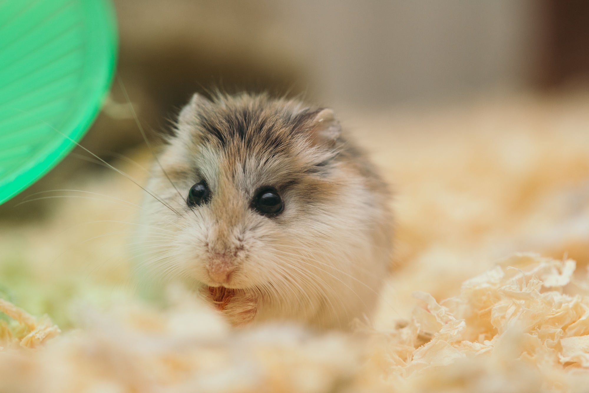 Small Pet Supplies