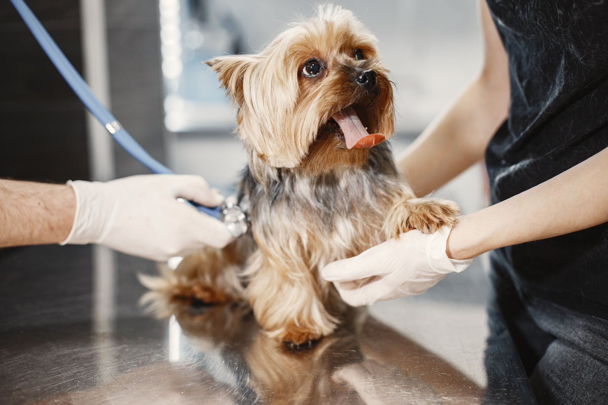 Pet Health & Wellness