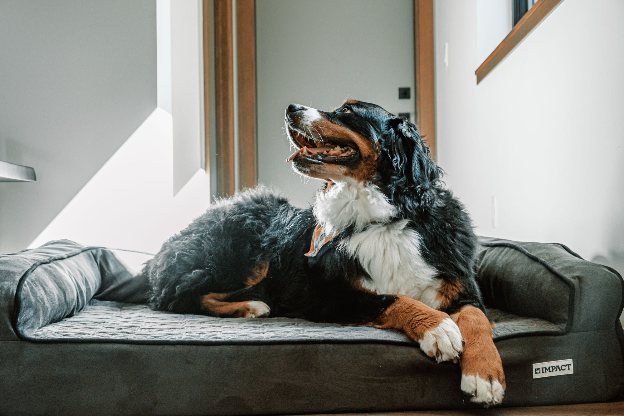 Pet Bed & Comfort