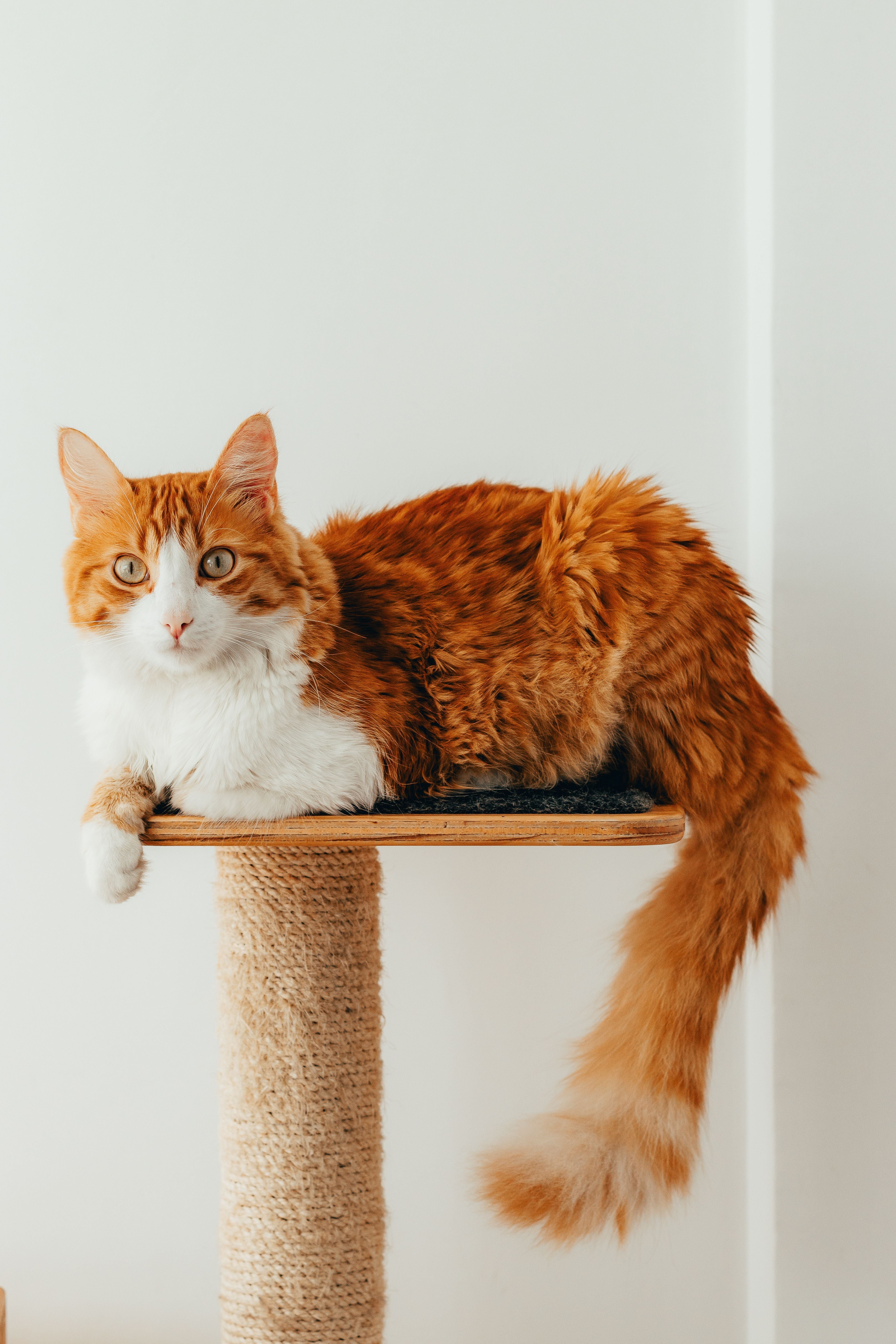 Cat Supplies
