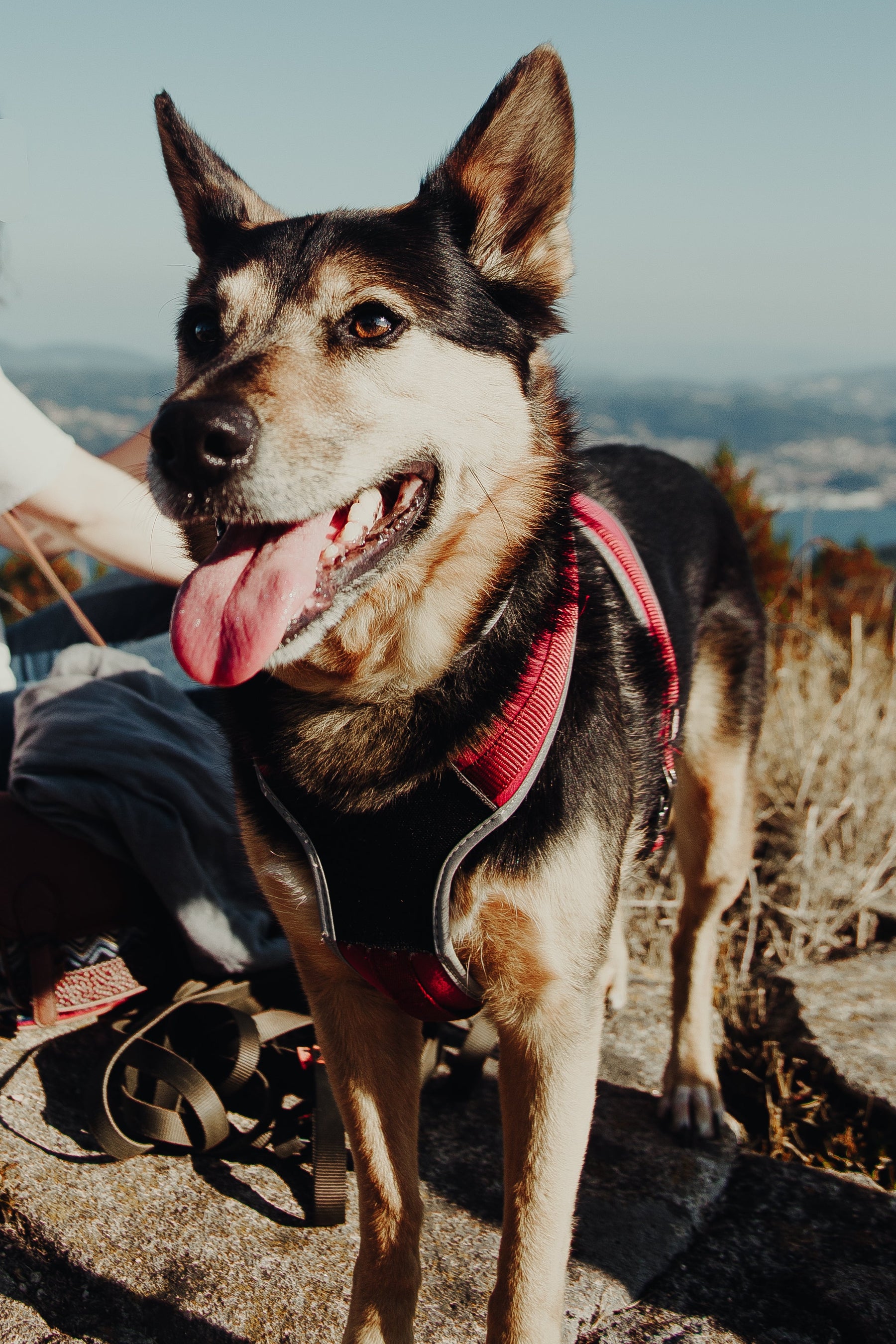 Pet Essentials