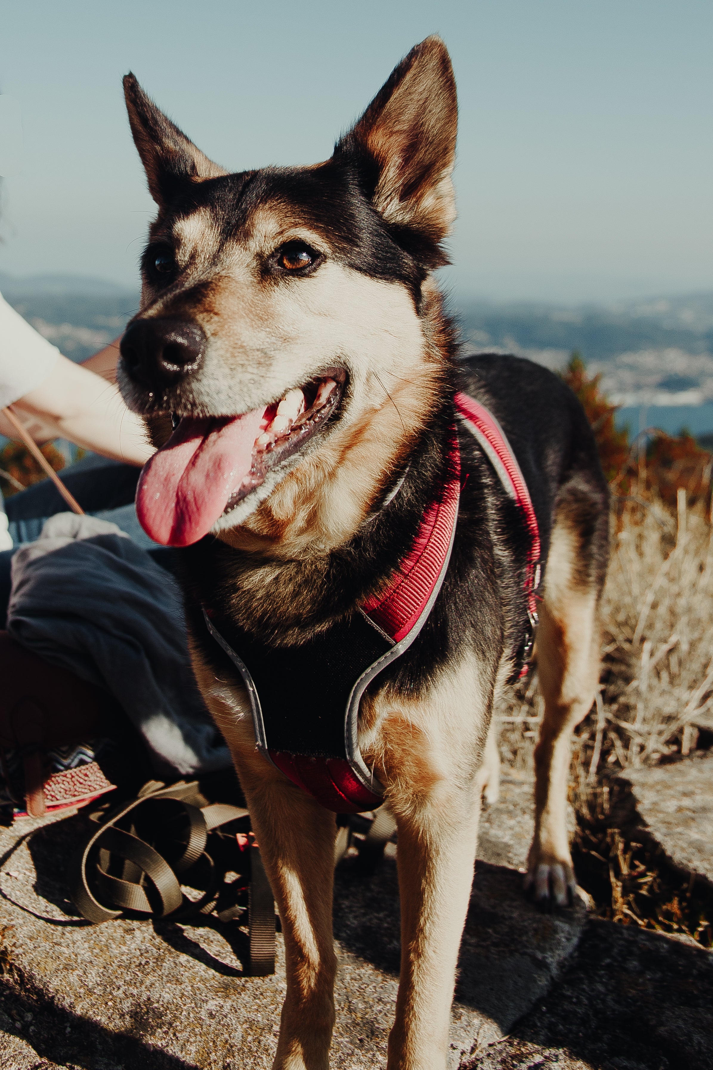 Pet Essentials