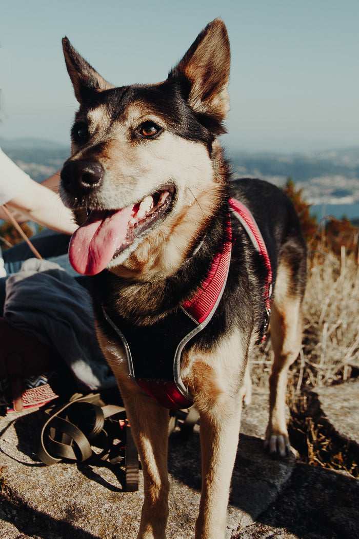 Pet Essentials