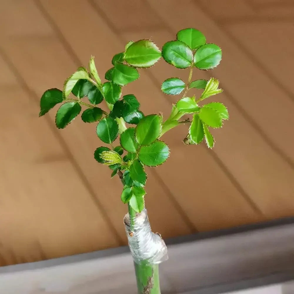 Garden Grafting Tape - Stretch Film for Plant and Tree Wraps