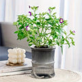 Self-Watering Planter Pot - Desktop Hydroponic Flower Pot - Gray