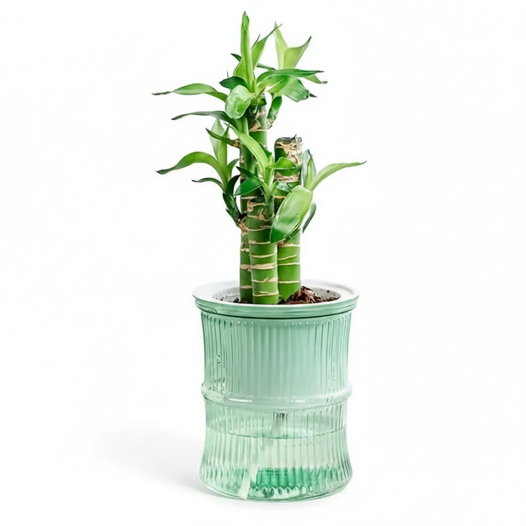 Self-Watering Planter Pot - Desktop Hydroponic Flower Pot - Green